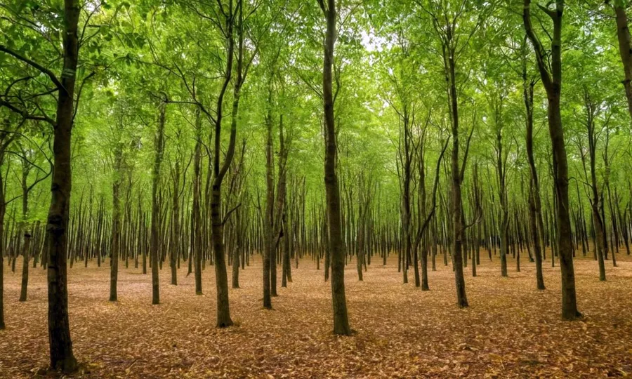 Madera
